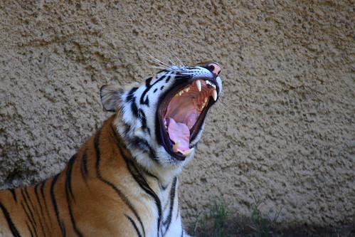 Naryan Yawning by Frank Peters