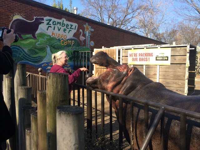 Memphis Zoo Hippo