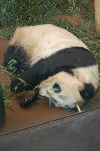 Sleeping panda at the Memphis Zoo