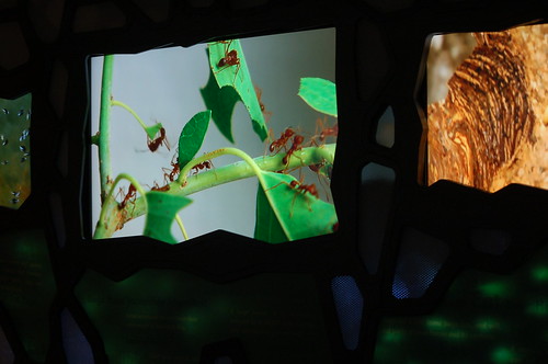 Enter the Bug World, Childrens Museum of Memphis Enter the Bug World, Childrens Museum of Memphis