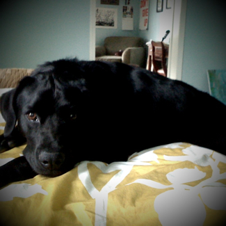 Not Quite on the Bed, Memphis, Tenn. Not Quite on the Bed, Memphis, Tenn.