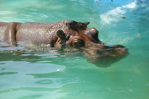 365 Memphians - Julie 365 Memphians - Julie