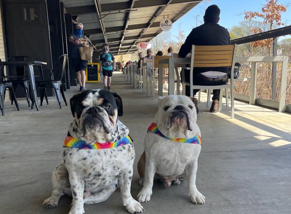 two white bulldogs with rainbow bandanas sitting on a long veranda-style patio at Crosstown Concourse