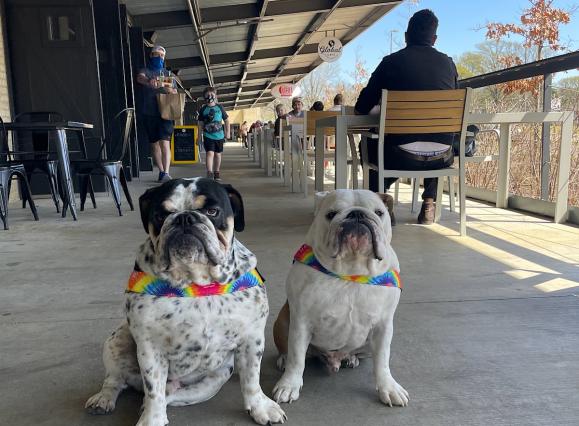 two white bulldogs with rainbow bandanas sitting on a long veranda-style patio at Crosstown Concourse