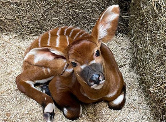 baby animal at Zoo - image courtesy Memphis Zoo 