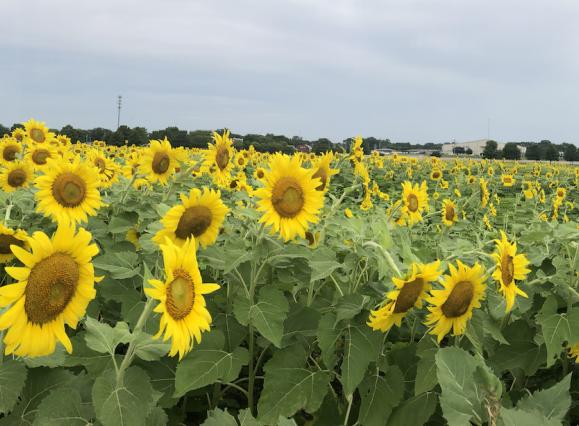 sunflower field panoramic shot