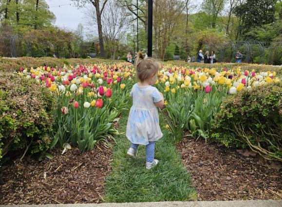 Toddler stands next to tulips