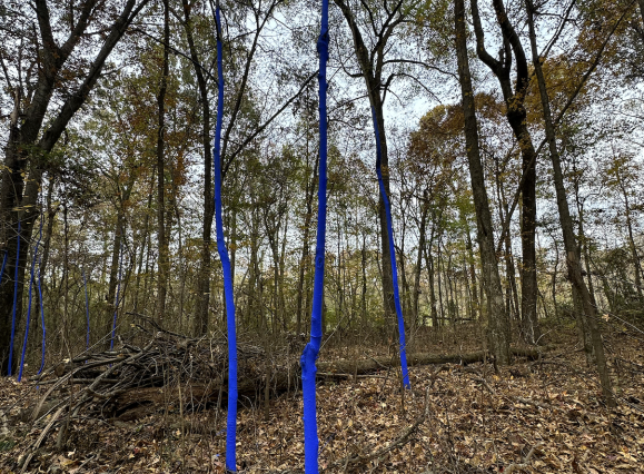 Blue Trees: Shelby Canopy