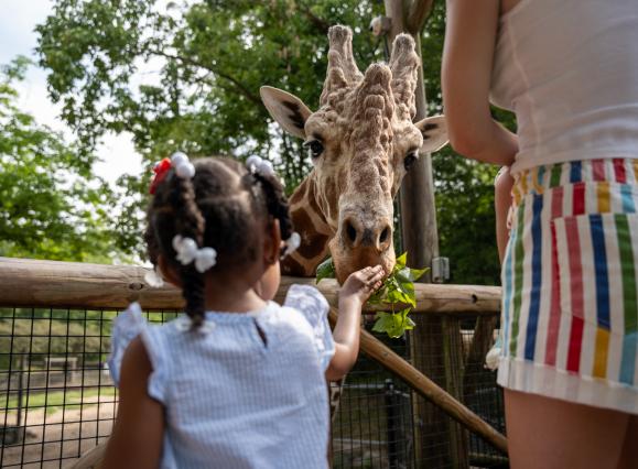 young girl feeds giraffe