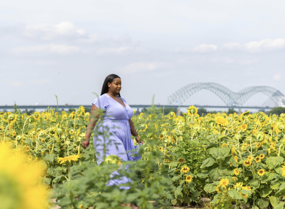 woman walks through sunflowers with memphis bridge in background