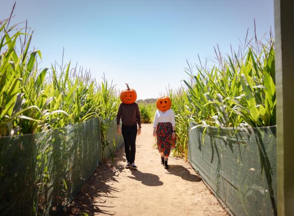 two people with pumpkin heads walk through corn maze