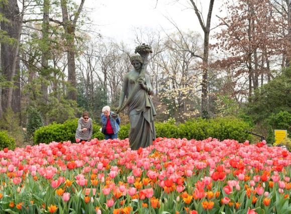 Guests enjoying the tulips blooming around a statue at Dixon Gallery &amp; Gardens.