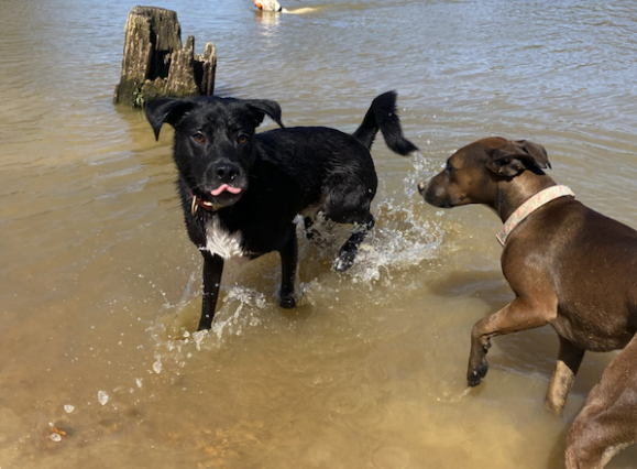 two dogs play in water