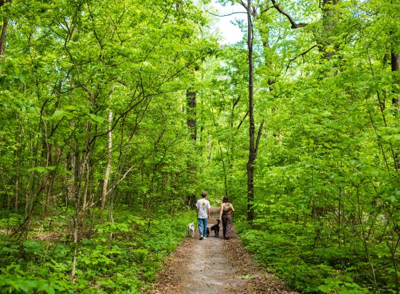 young couple with three dogs walks down path surrounded by lush green plants and trees