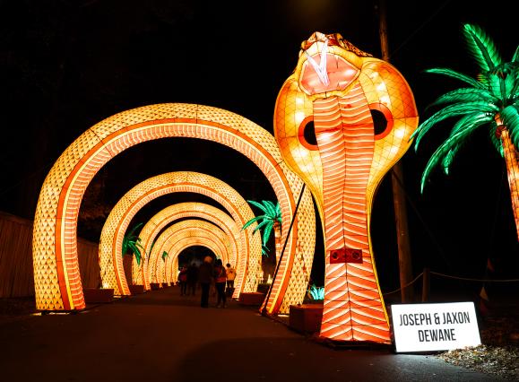 Memphis Zoo Lantern Festival -- giant snake head opens entrance to tunnel shaped as the snake's looping body
