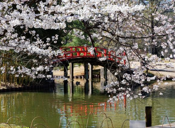cherry blossom trees and bridge at Memphis Botanic Garden