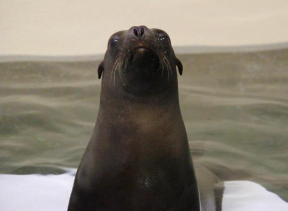 babyseal-memphis-zoo.jpg