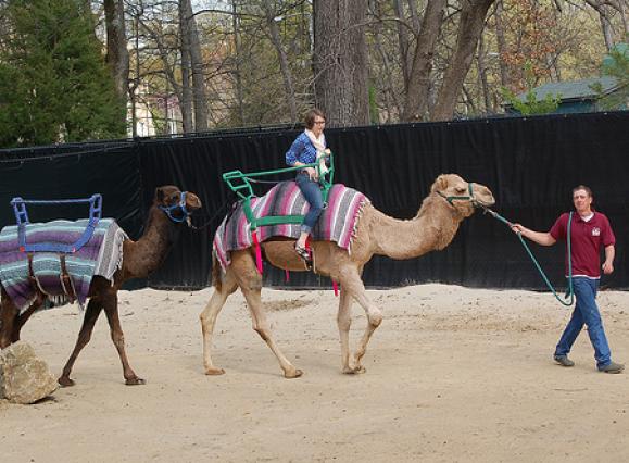 camel-rides.jpg