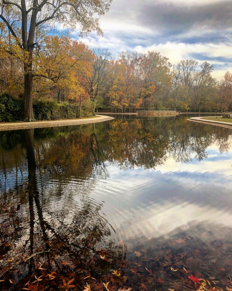 tree reflected in lake with fall colors