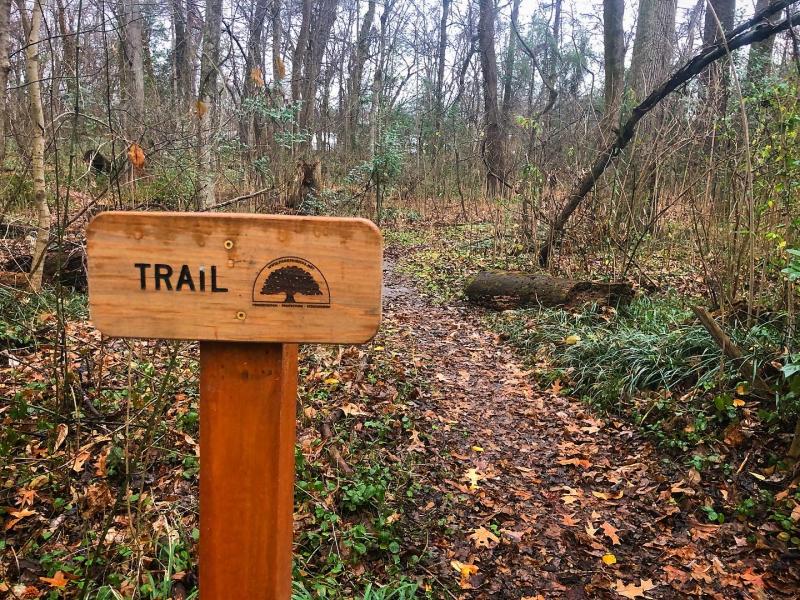unpaved trail through the forest