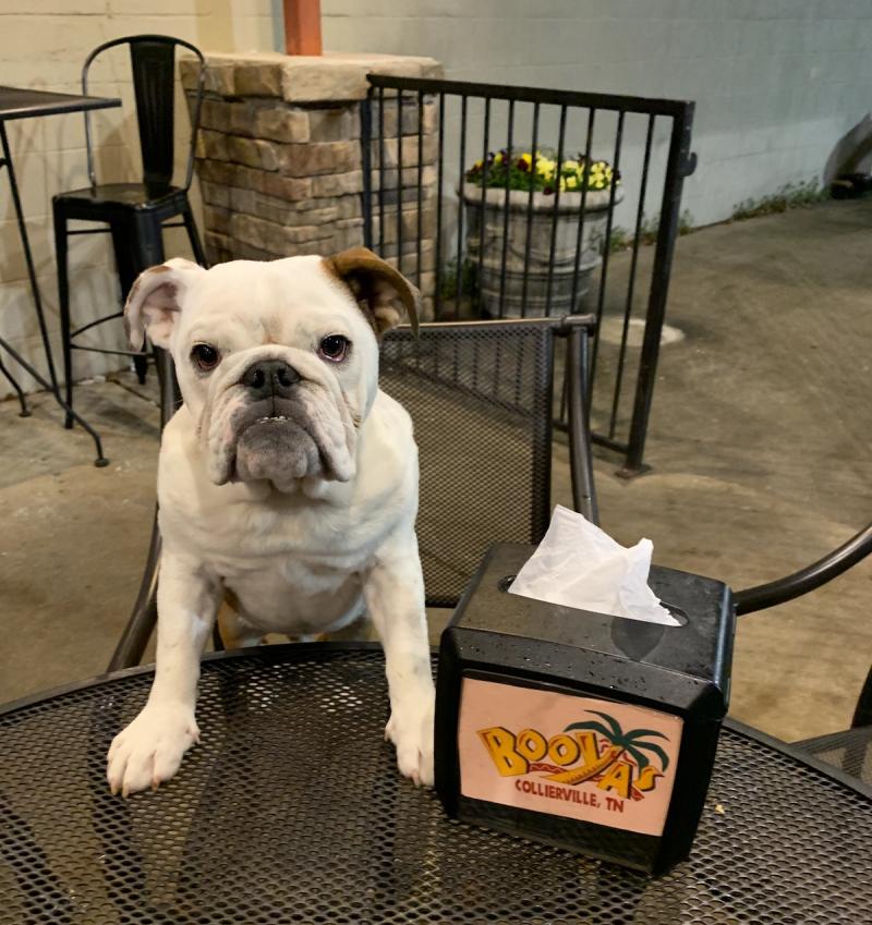 bulldog on patio at Booya's in Collierville