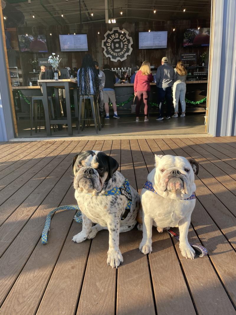 two bulldogs on a brewery patio