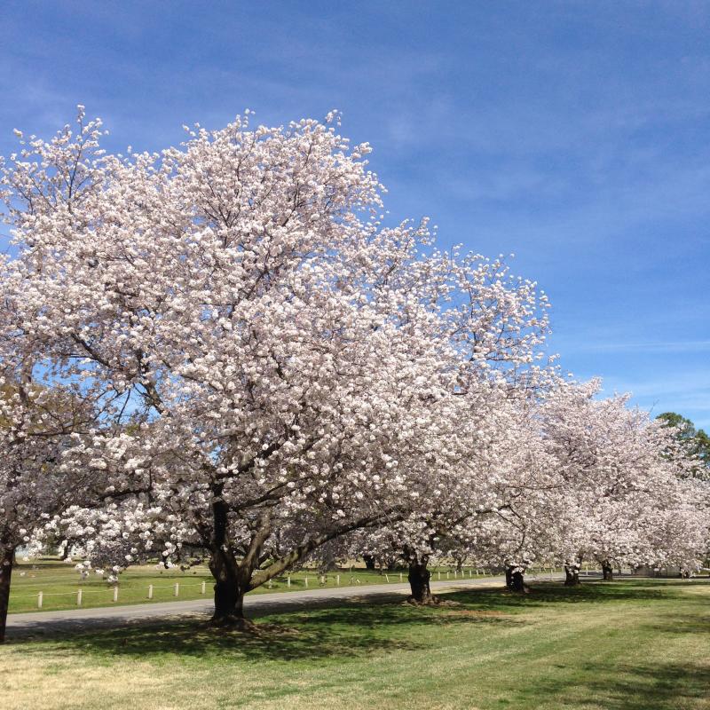 row of cherry trees with light pink blooms at the Memphis Botanic Garden