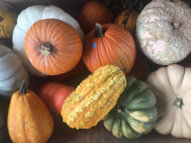 collection of orange, yellow, white, and one green gourd and pumpkins