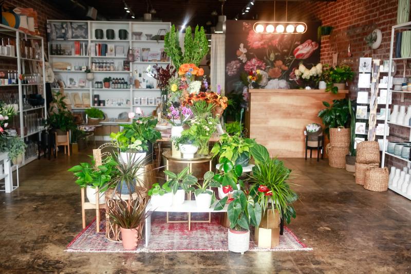 plant shop with display of green leafy plants