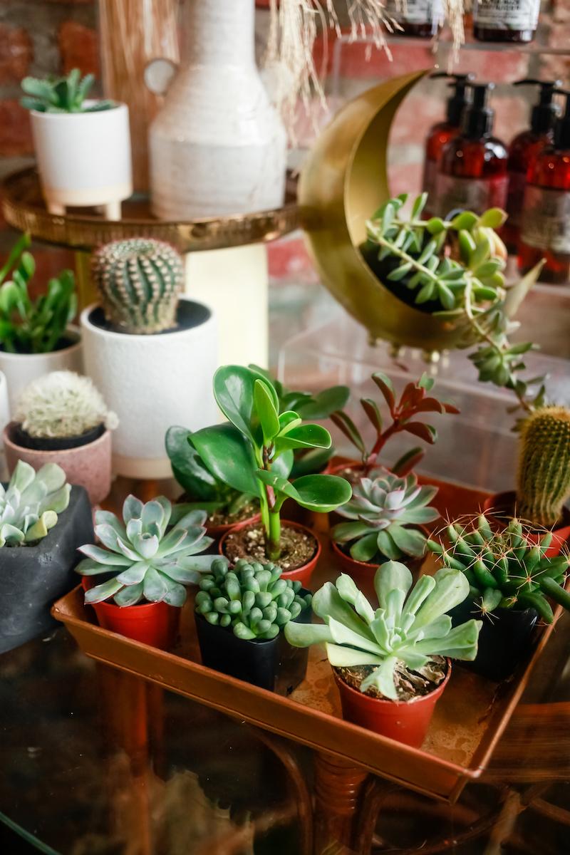 display of cacti and succulents at plant shop