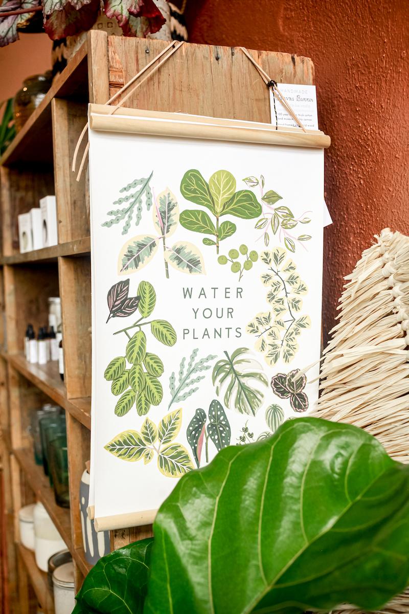 Golden Hour Water Plants