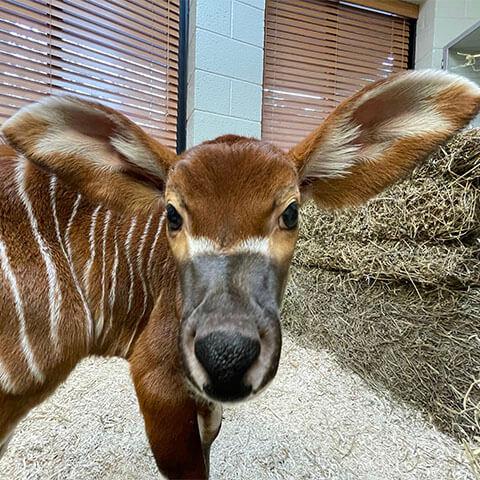 baby bongo