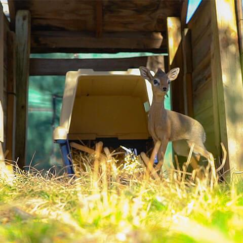 baby antelope at memphis zoo