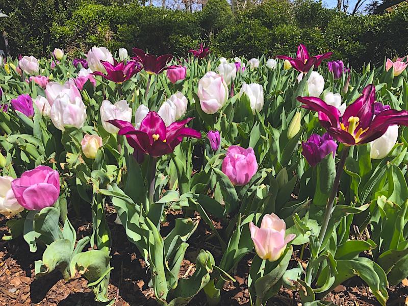tulips blooming