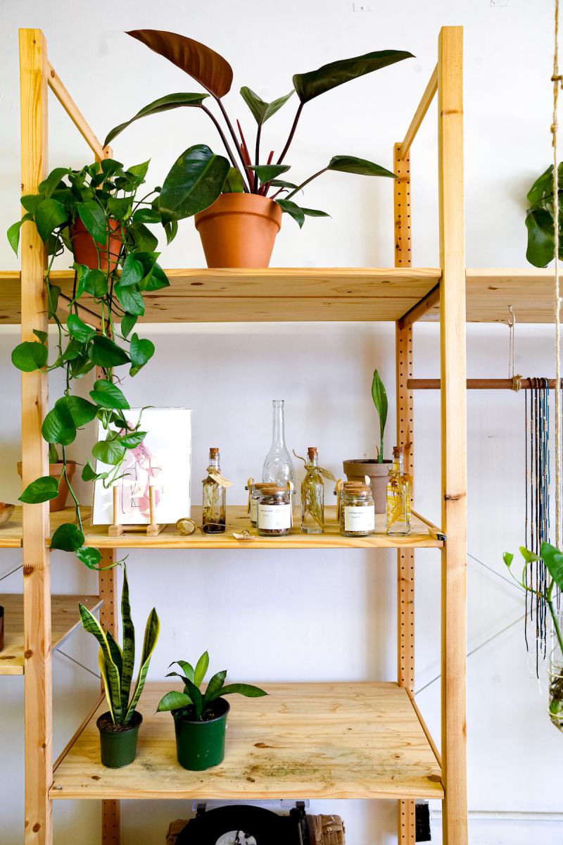 wooden shelf with a pothos houseplants