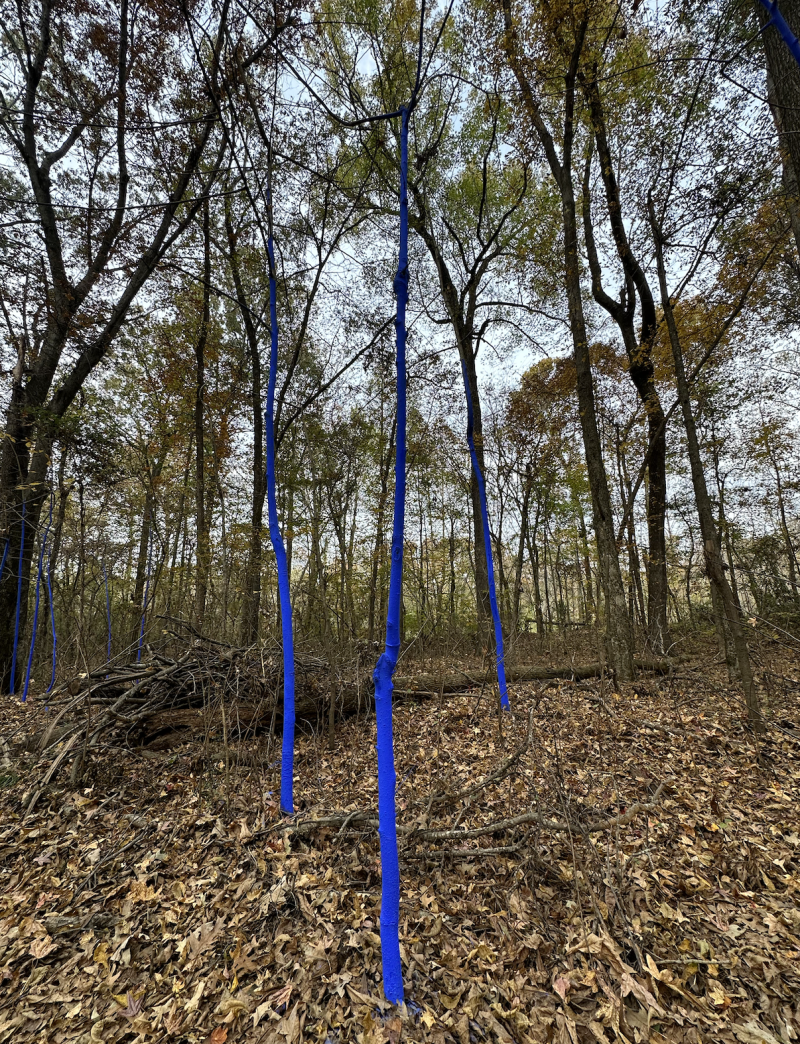 Blue Trees: Shelby Canopy