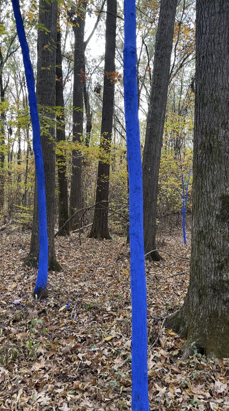 The Blue Trees: Shelby Canopy
