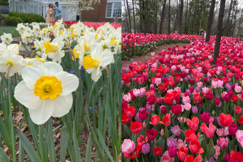 two photos of tulips: white with yellow and field of pinks