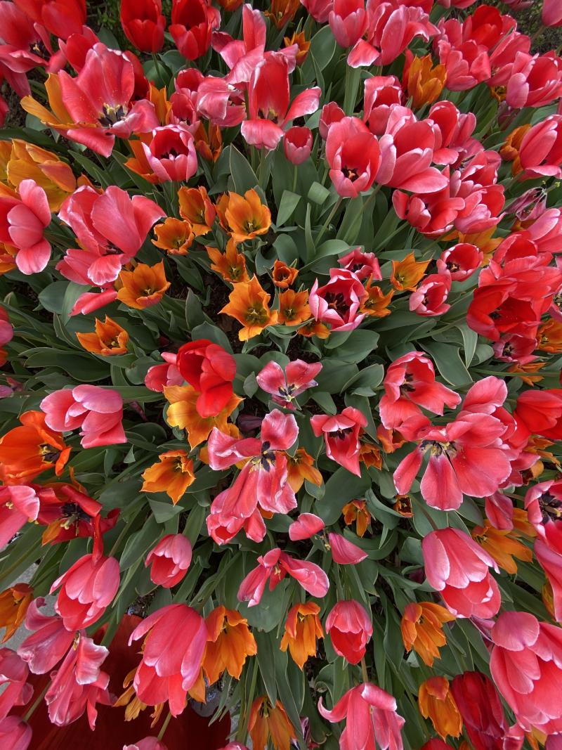 pink and orange tulips from above