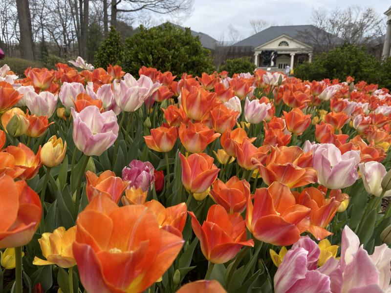 orange tulips