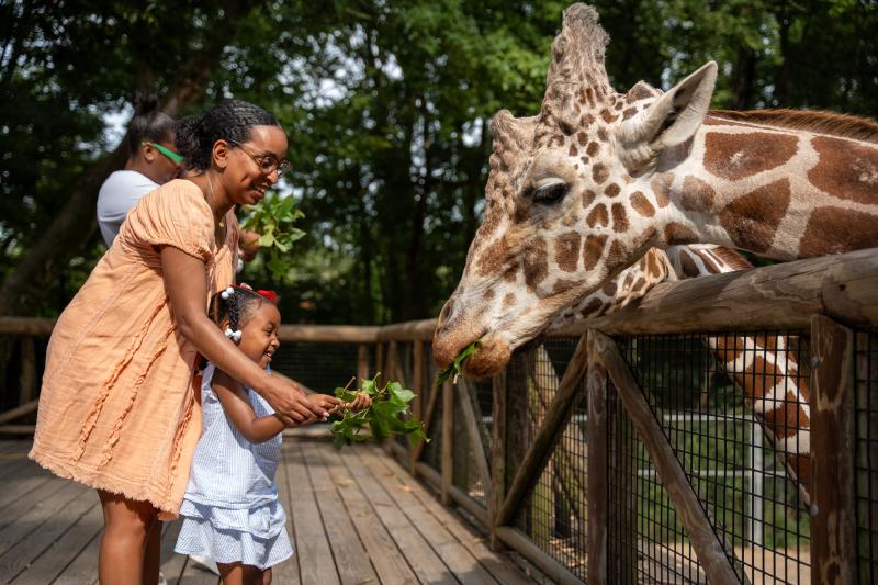 A mother and daughter feeding a giraffe at the Memphis Zoo.