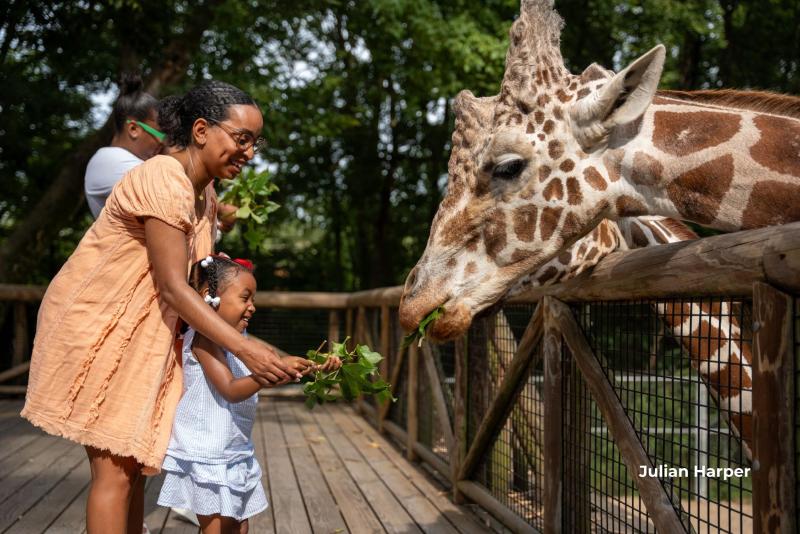 mom and toddler feeding giraffe at memphis zoo