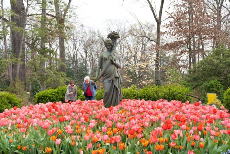 Guests enjoying the tulips blooming around a statue at Dixon Gallery &amp; Gardens.