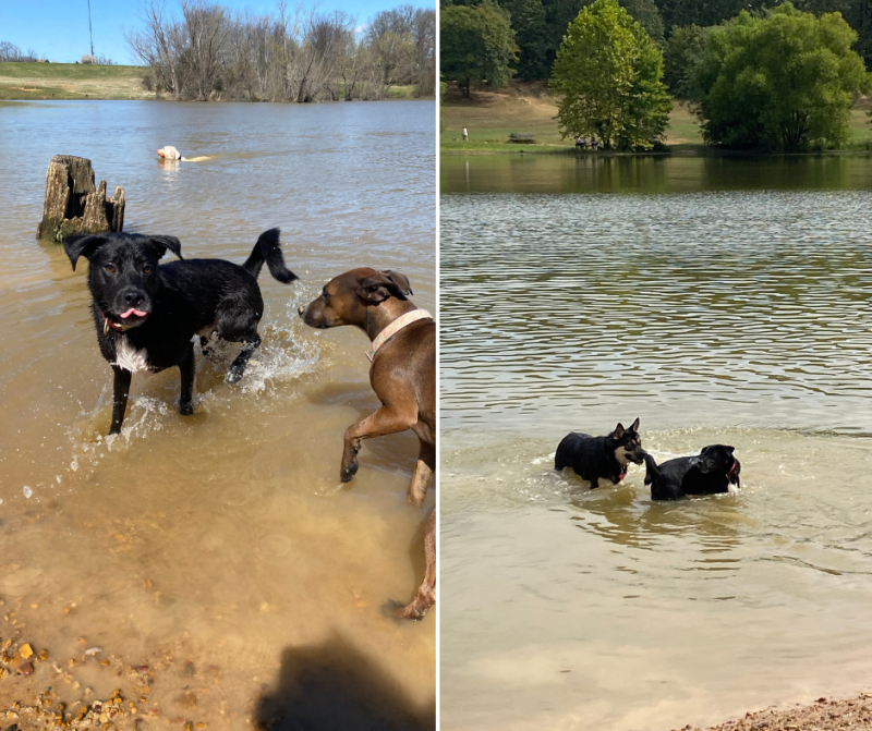 two photos of dogs playing in pond
