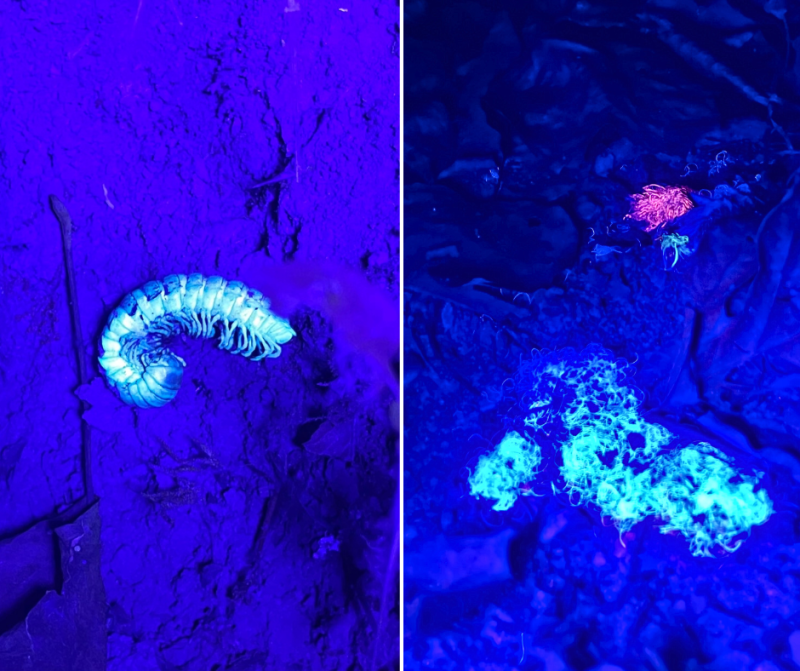 side by side images dark light showing a bug and moss