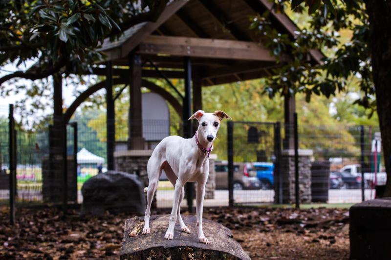 dog stands on stump in dog park