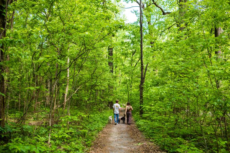 young couple with three dogs walks down path surrounded by lush green plants and trees