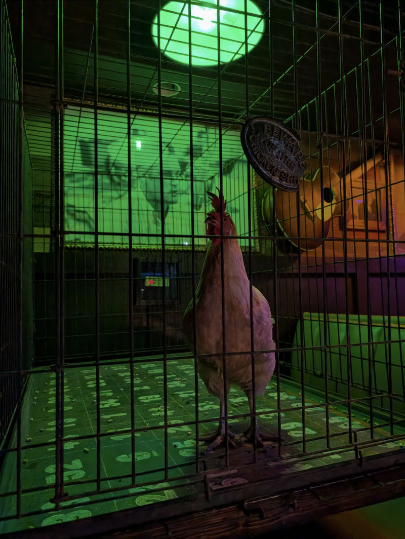 a chicken in a cage with numbered squares lining ground