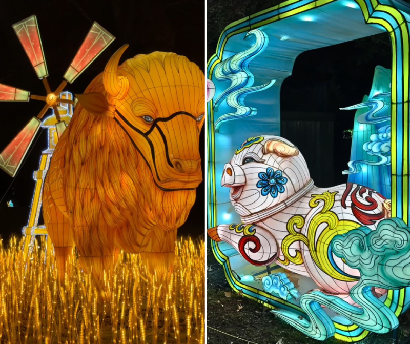 two images side by side: large buffalo-shaped lantern in field of grain by a pig lantern decorated with swirls and flowers