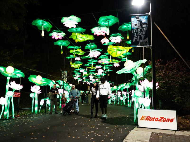 memphis zoo lanterns festival.. tiger Lillies tunnel walkway